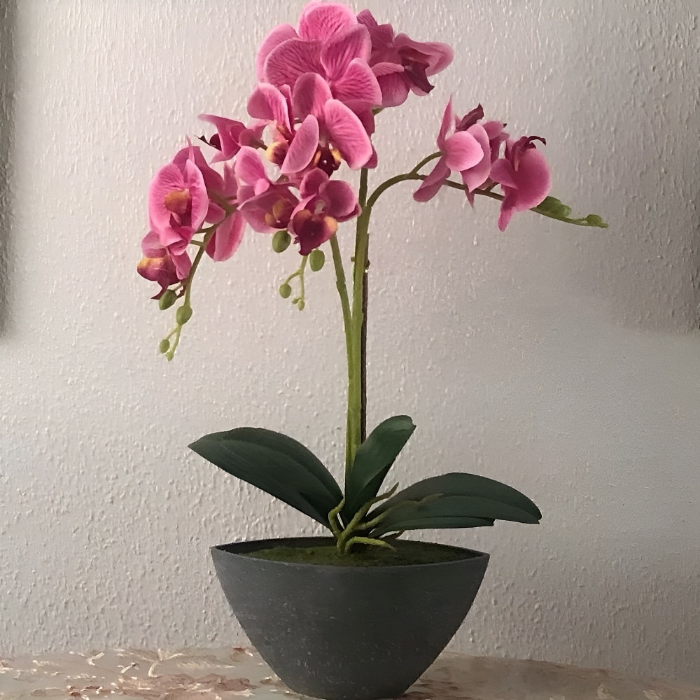 Orquídea artificial en maceta ovalada gris, colores varios, 50 cm - Orchis Rosa oscuro