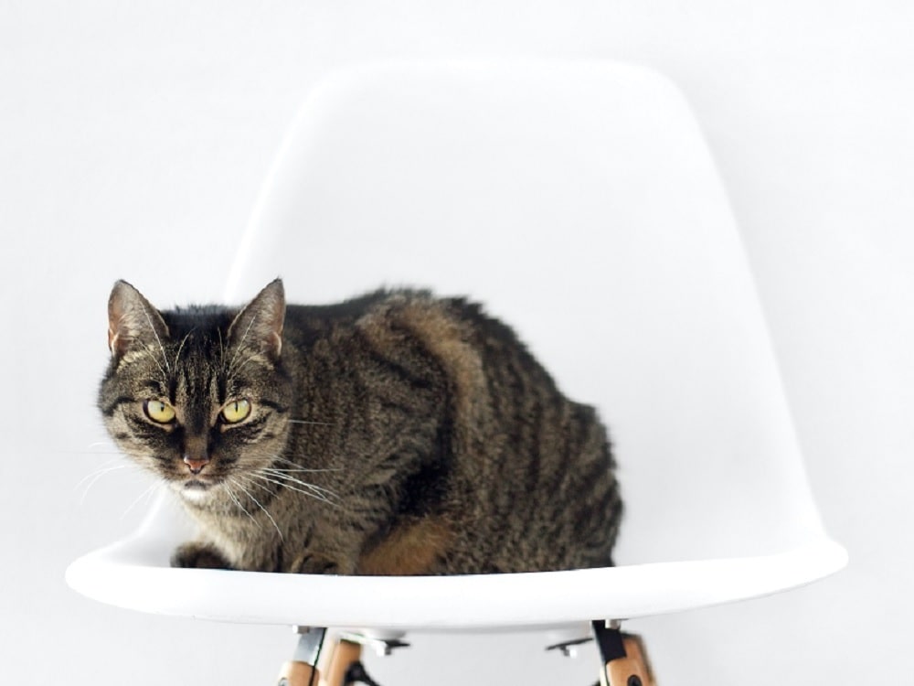 Gato sentado en la silla nórdica